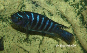 Metriaclima sp. dolphin 'Thumbi point'