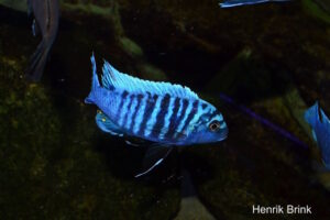 Metriaclima sp. 'msobo heteropictus' Liuli