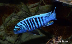 Metriaclima sp. 'msobo heteropictus' Liuli