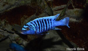 Metriaclima sp. 'msobo heteropictus' Liuli