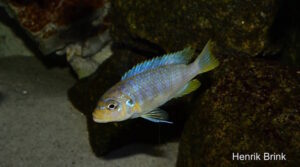 Metriaclima sp. 'msobo heteropictus' Liuli