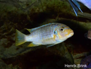 Metriaclima sp. 'msobo heteropictus' Liuli