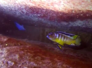 Metriaclima usisyae 'Mara Rocks'