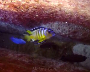 Metriaclima usisyae 'Mara Rocks'