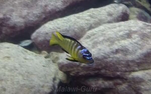 Metriaclima usisyae 'Mara Rocks'