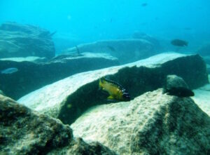 Metriaclima usisyae 'Mara Rocks'