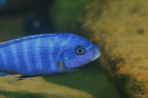 Metriaclima xanstomachus 'Maleri Island'