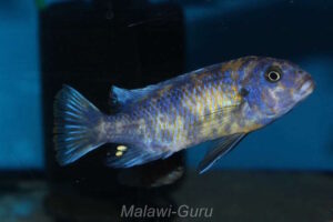 Metriaclima xanstomachus 'Maleri Island' Galerie Metriaclima xanstomachus Arten