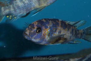 Metriaclima xanstomachus