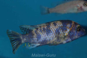 Metriaclima xanstomachus