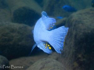 Metriaclima xanstomachus 'Nakantenga Island'