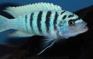 Metriaclima zebra 'Boadzulu Island'