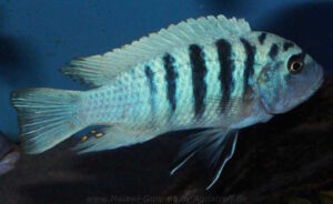 Metriaclima zebra 'Boadzulu Island'