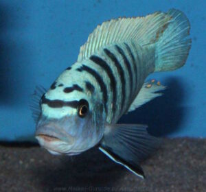 Metriaclima zebra 'Boadzulu Island'