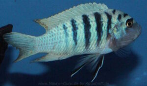 Metriaclima zebra 'Boadzulu Island'