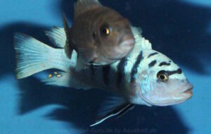 Metriaclima zebra 'Boadzulu Island'