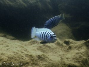 Metriaclima zebra Arten