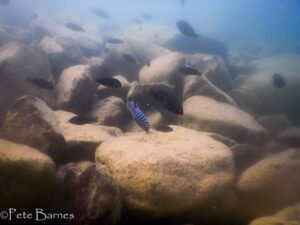 Metriaclima zebra 'Boadzulu Island'