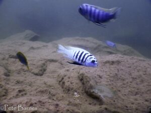 Metriaclima zebra 'Boadzulu Island'