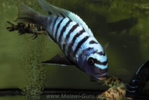 Metriaclima zebra 'Luhuchi Rocks'
