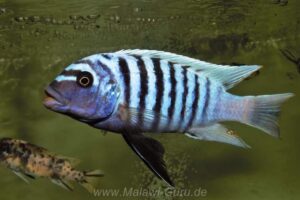 Metriaclima zebra 'Luhuchi Rocks'