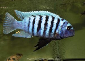Metriaclima zebra 'Luhuchi Rocks'