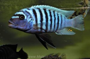 Metriaclima zebra 'Luhuchi Rocks'