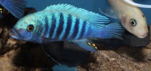 Metriaclima zebra 'Manda'