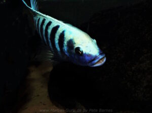 Metriaclima zebra 'Manda'