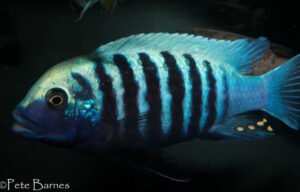 Metriaclima zebra 'Manda'