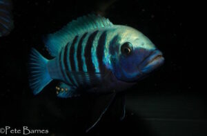 Metriaclima zebra 'Manda'