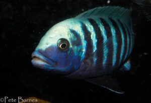 Metriaclima zebra 'Manda'