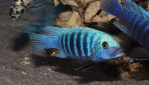 Metriaclima zebra 'Manda'