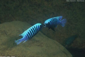 Metriaclima zebra 'Manda'