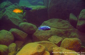 Metriaclima zebra 'Manda'