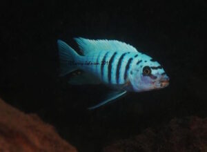 Metriaclima zebra 'Masasa Reef'