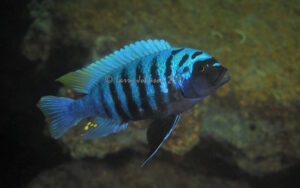 Metriaclima zebra 'Mbamba Islands'