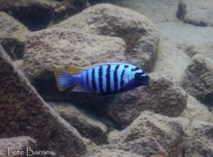 Metriaclima zebra 'Mbamba Islands'