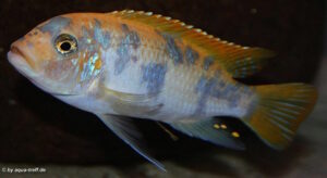 Metriaclima zebra 'Mbenji'