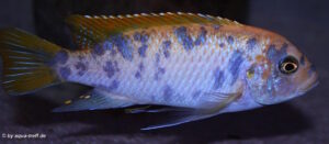 Metriaclima zebra 'Mbenji'