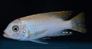 Metriaclima zebra 'Mbenji'