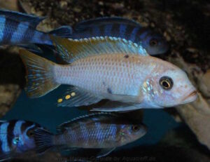 Metriaclima zebra 'Mbenji'