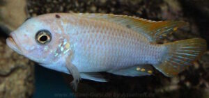 Metriaclima zebra 'Mbenji'