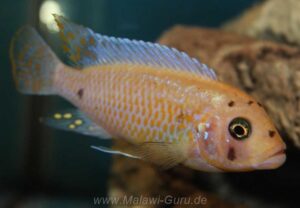 Metriaclima zebra 'Nkhungu Reef'