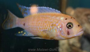 Metriaclima zebra 'Nkhungu Reef'