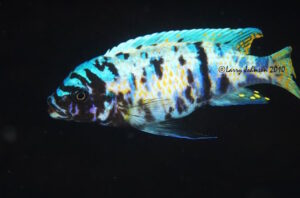 Metriaclima zebra 'Taiwan Reef'