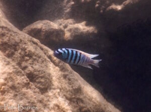 Metriaclima zebra 'Thumbi East Island'