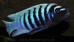 Metriaclima zebra 'Thumbi West'