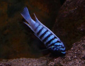 Metriaclima zebra 'Thumbi West'