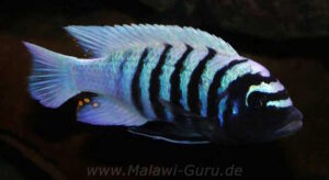 Metriaclima zebra 'Thumbi West'